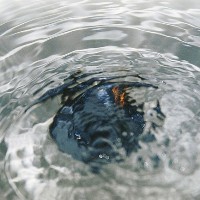 come risparmiare acqua